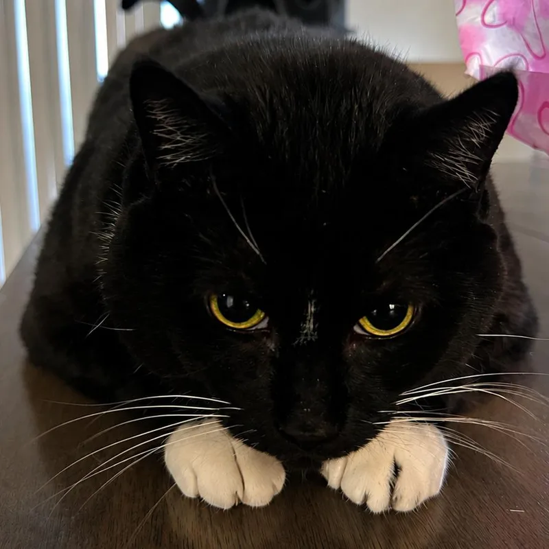 An adult extra large-sized male Black American Shorthair cat named Loki for adoption in Brea, CA