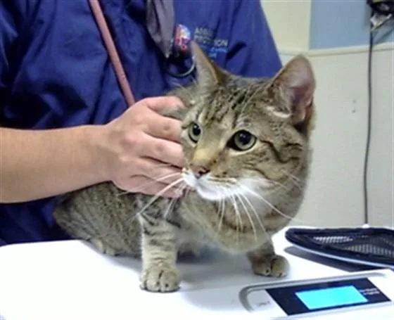 An adult small-sized male Domestic Short Hair cat named Hank for adoption in Denver, CO