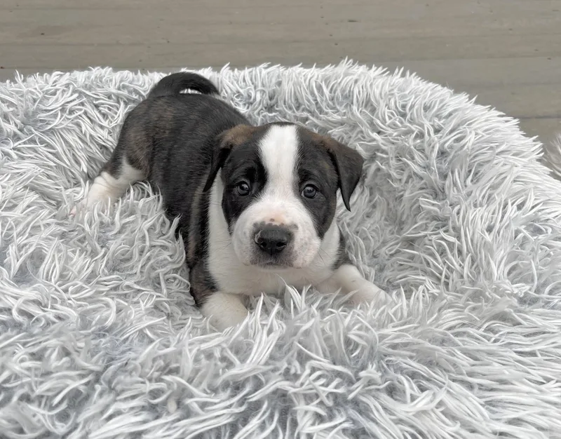 A baby large-sized male American Staffordshire Terrier dog named Charlie Brown for adoption in Huntingtown, MD