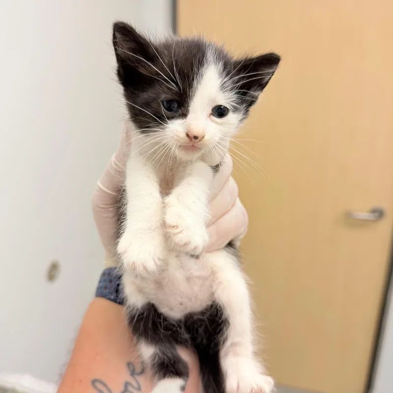 A baby small-sized female Black Domestic Short Hair cat named Komodo Dragon for adoption in Jacksonville, FL