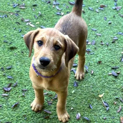 A baby small-sized female Yellow / Tan / Blond / Fawn Airedale Terrier dog named Madison for adoption in Briarcliff Manor, NY