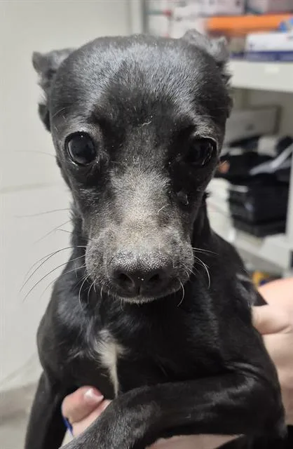 An adult medium-sized male White / Cream Chihuahua dog named Fred Weasley URGENT for adoption in Thousand Oaks, CA