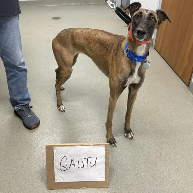 A young large-sized female Greyhound dog named Imark Gantu for adoption in Tarpon Springs, FL