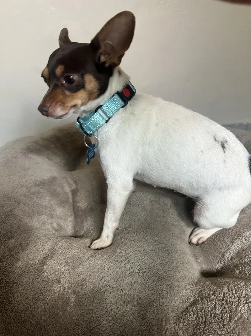 An adult small-sized female White / Cream Chihuahua dog named Bonnie for adoption in San Ysidro, CA