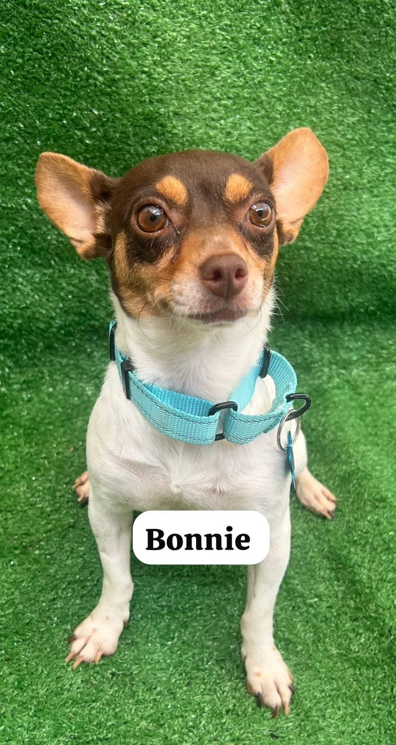 Bonnie thumbnail 2