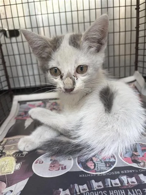 A baby small-sized male Domestic Short Hair cat named Ducky for adoption in San Antonio, TX