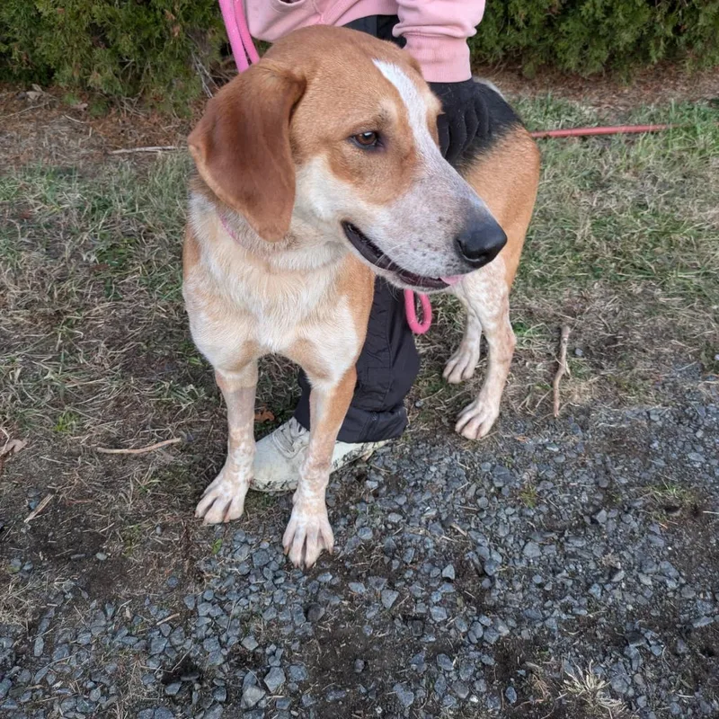 An adult medium-sized male Yellow / Tan / Blond / Fawn Hound dog named Archie FKA Twix for adoption in Falls Church, VA