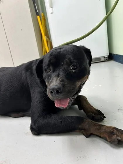 An adult extra large-sized female Rottweiler dog named Pink for adoption in Savannah, GA