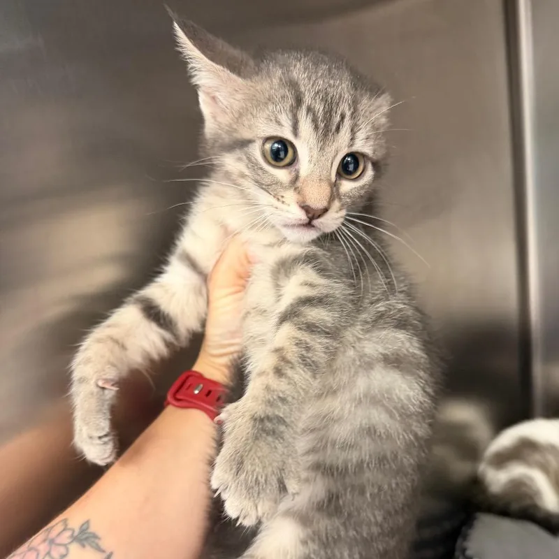 A baby small-sized female Black Domestic Short Hair cat named Puffs for adoption in Port Charlotte, FL