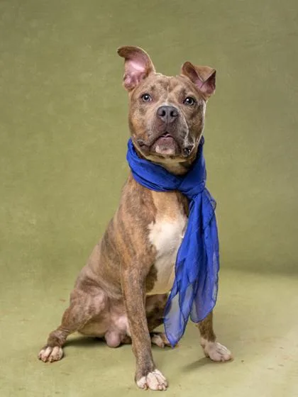 An adult medium-sized male Mixed Breed dog named Brink for adoption in Atlanta, GA