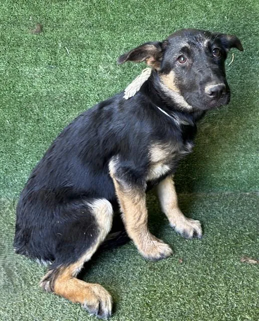 A baby small-sized female German Shepherd Dog dog named Sasha for adoption in Lancaster, CA