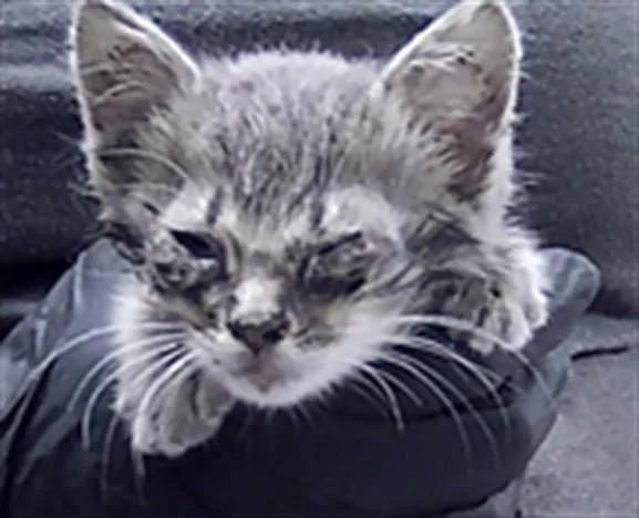 A baby small-sized female Domestic Short Hair cat named Havana for adoption in Saint Cloud, FL
