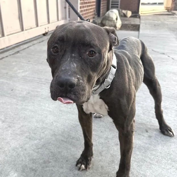 An adult large-sized male Pit Bull Terrier dog named Malleus for adoption in Los Angeles, CA