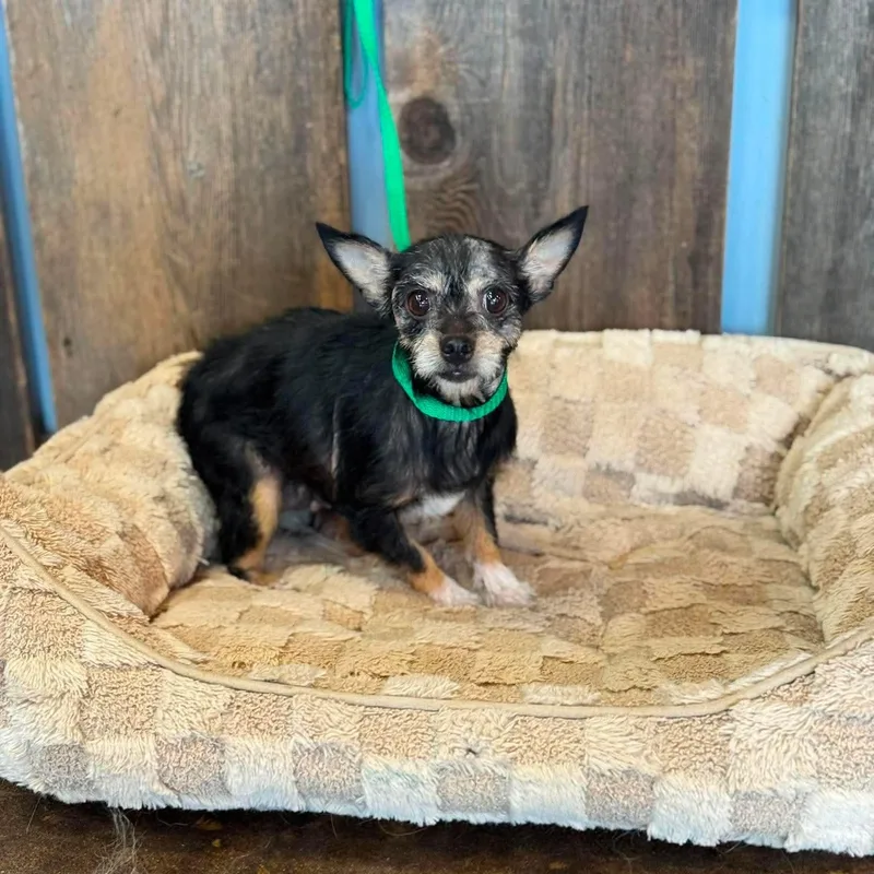 An adult small-sized female Chihuahua dog named Ryla Mae for adoption in Milwaukee, WI