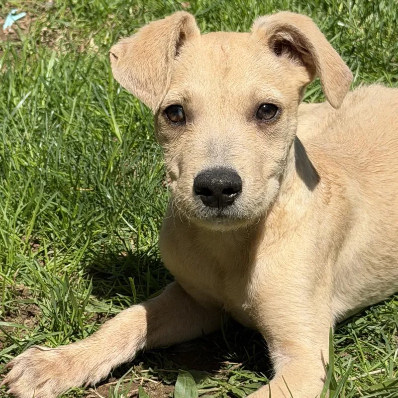 A baby medium-sized female Yellow / Tan / Blond / Fawn Australian Shepherd dog named Ny Peter Pan Avail for adoption in Stormville, NY