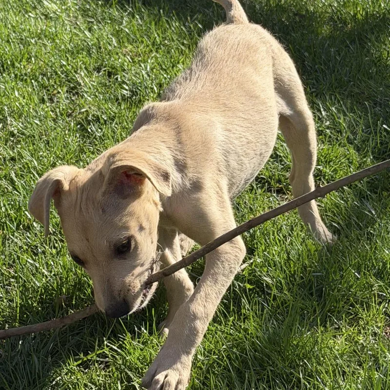 Ny Peter Pan Avail thumbnail 3