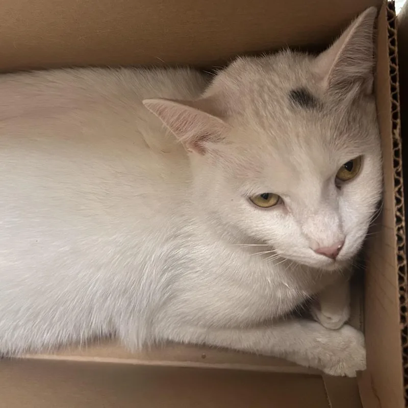 An adult large-sized male White Domestic Medium Hair cat named Bip for adoption in Philadelphia, PA