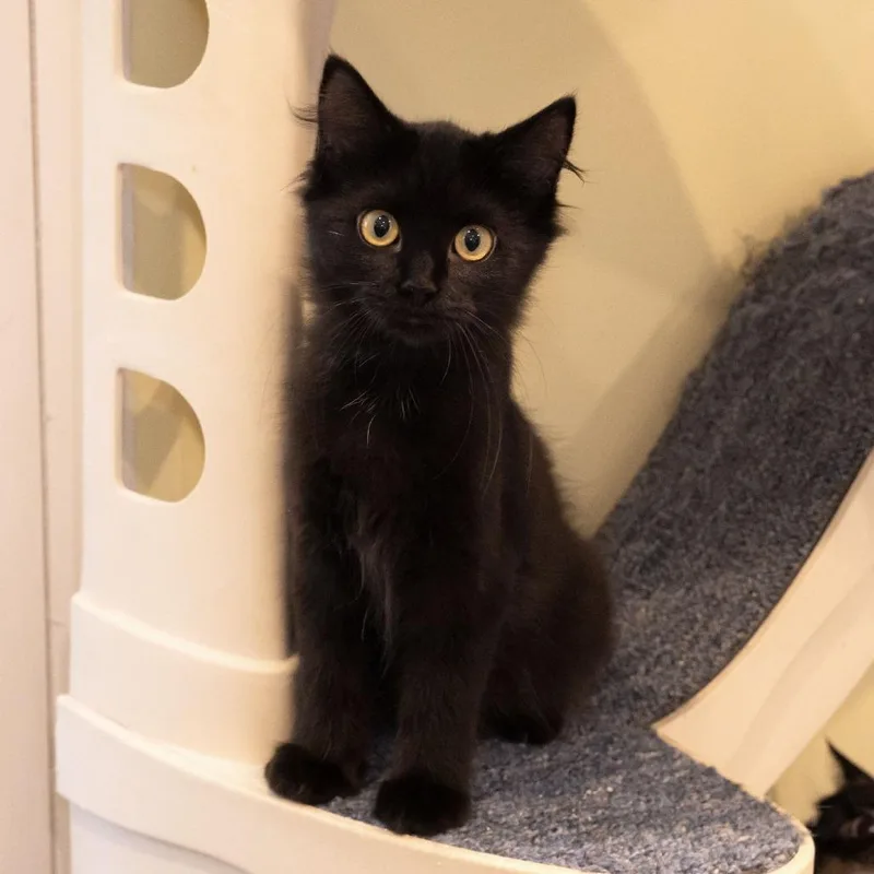 A baby small-sized female Black Domestic Medium Hair cat named Ink for adoption in McKean, PA