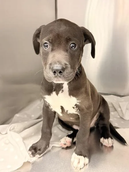 A baby small-sized male Pit Bull Terrier dog named Little Foot for adoption in Mobile, AL