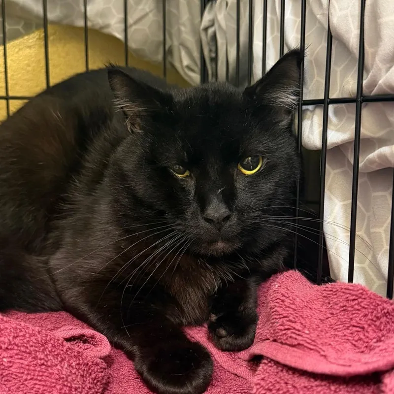 A young medium-sized male Black Domestic Short Hair cat named Sabby for adoption in Dover, NH