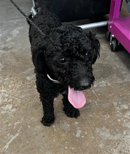 An adult medium-sized female Mixed Breed dog named Ruby for adoption in Dallas, TX