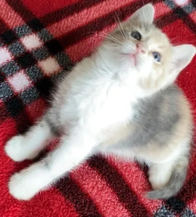 A baby small-sized female Dilute Calico Domestic Short Hair cat named Zoe Rose for adoption in Liverpool, TX