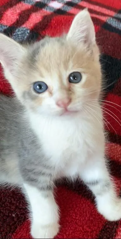 Zoe Rose thumbnail 3