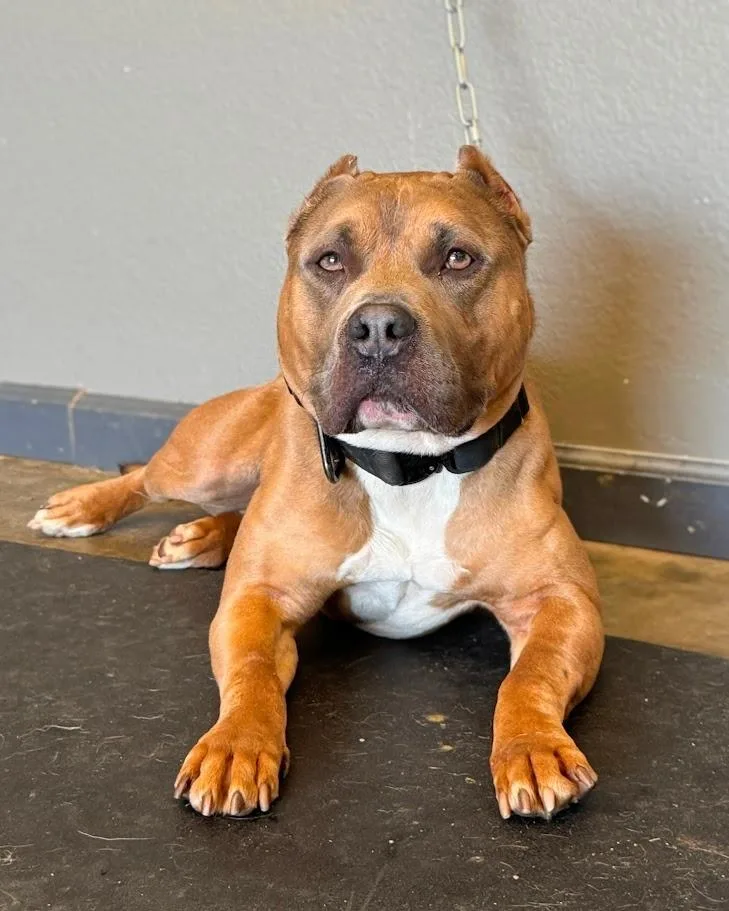 An adult medium-sized male Pit Bull Terrier dog named Bronx for adoption in Maryville, TN