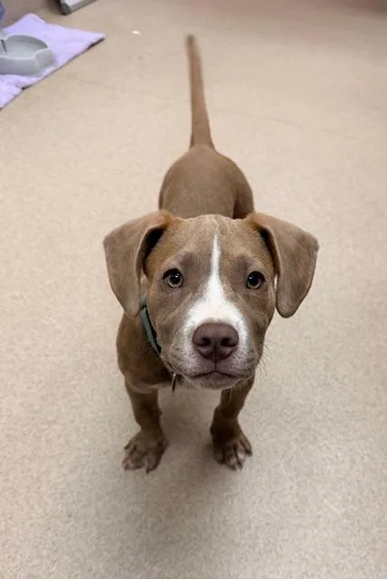 A baby medium-sized male Pit Bull Terrier dog named Clyde for adoption in Madison, GA