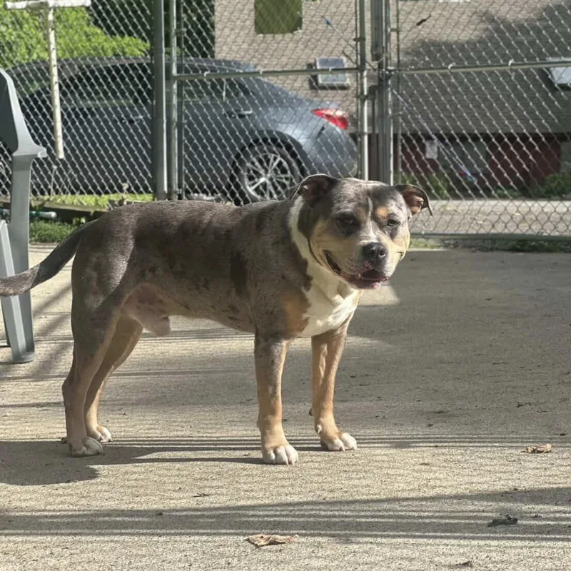 A young large-sized male Merle (Blue) Pit Bull Terrier dog named Buddy for adoption in Beacon, NY