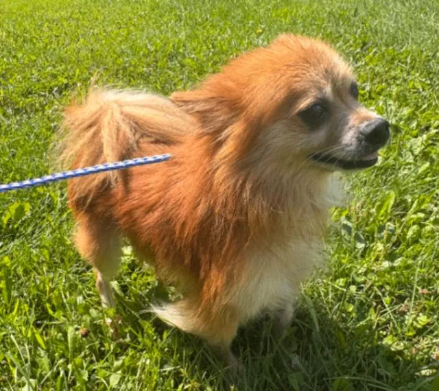 Archie