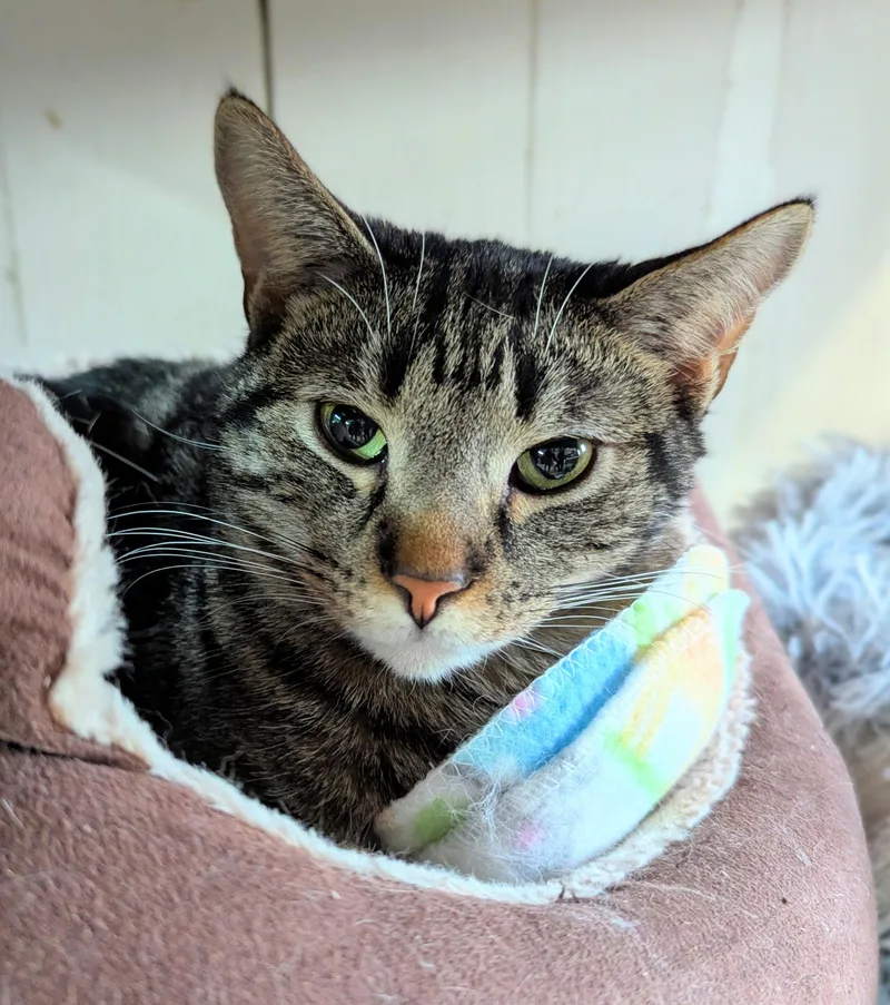 Jalapeno thumbnail 2