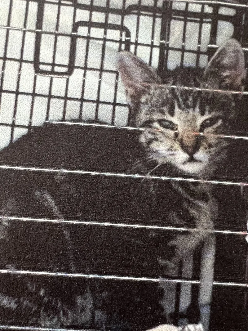 An adult medium-sized male Brown / Chocolate Domestic Short Hair cat named Jalapeno for adoption in New Windsor, NY