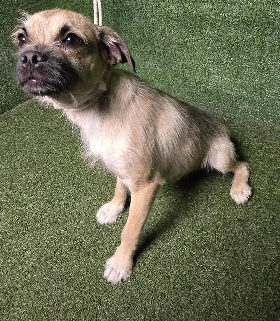 A young medium-sized male Pug dog named A for adoption in Lancaster, CA