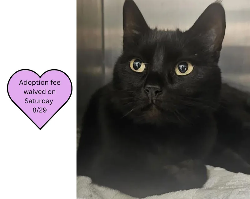 An adult medium-sized female Domestic Short Hair cat named Luna for adoption in Santa Cruz, CA