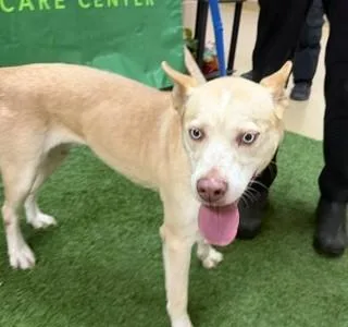 An adult medium-sized female Apricot / Beige Siberian Husky dog named Pearl for adoption in Visalia, CA