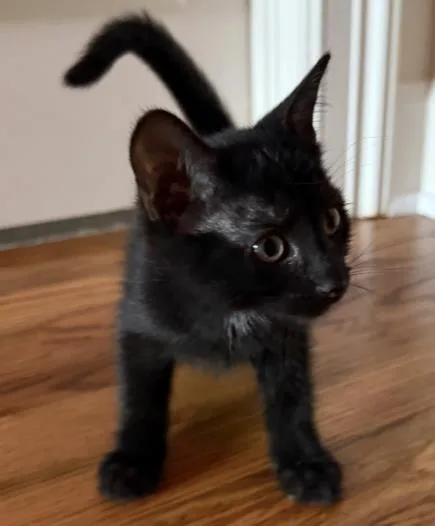 A baby small-sized female Domestic Short Hair cat named Magnesium for adoption in Colorado Springs, CO