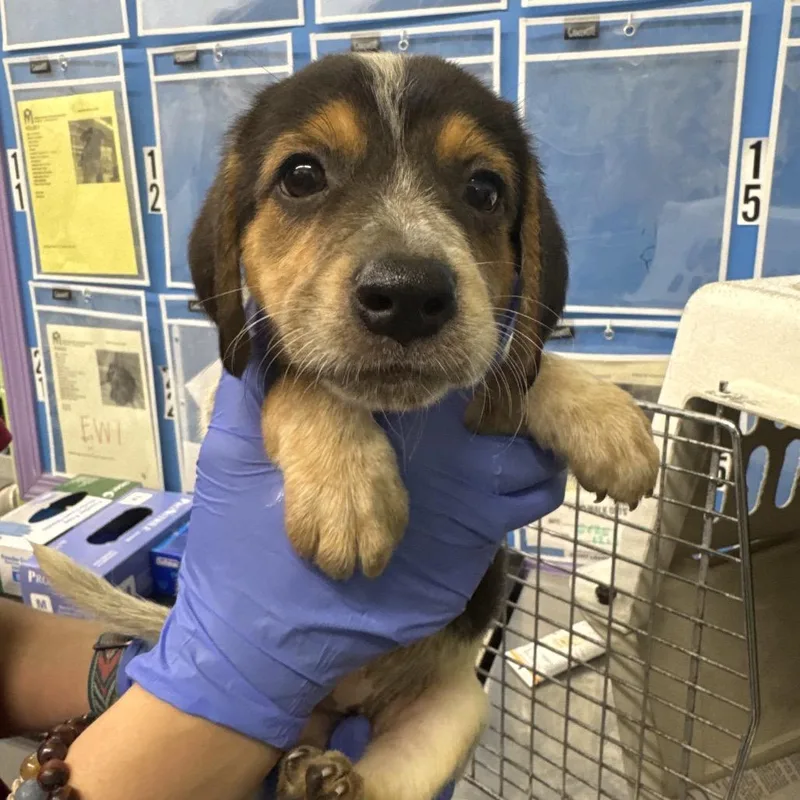 A baby small-sized female White / Cream Retriever dog named Yasmine for adoption in Montgomery, AL