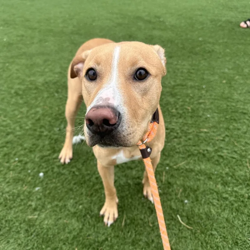 A young medium-sized male Brown / Chocolate Labrador Retriever dog named Tank for adoption in Canton, IL