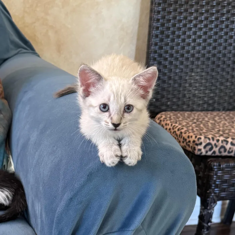 A baby medium-sized female Buff / Tan / Fawn Siamese cat named Maize for adoption in Woodland Hills, CA