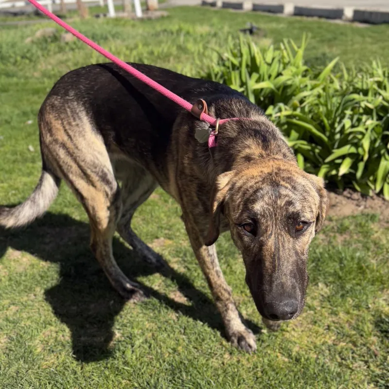A young medium-sized female Brindle Mixed Breed dog named Darla for adoption in Spokane, WA