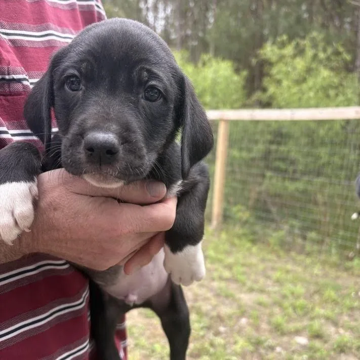 Foo Fighters thumbnail 2