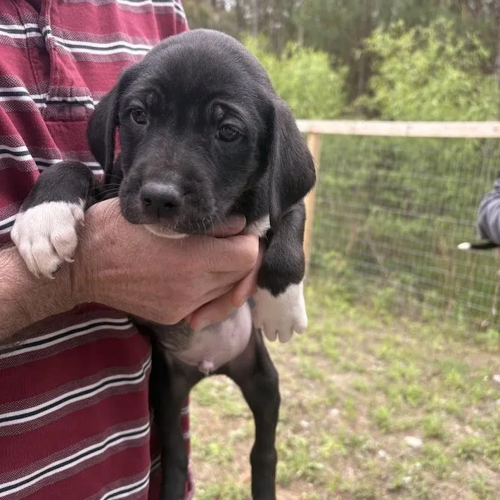 Foo Fighters thumbnail 3