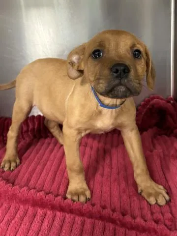 A baby small-sized male Pit Bull Terrier dog named Monty for adoption in Clinton Township, MI