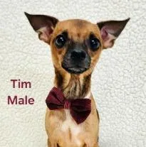 An adult medium-sized male Terrier dog named Tim for adoption in West Bloomfield, MI