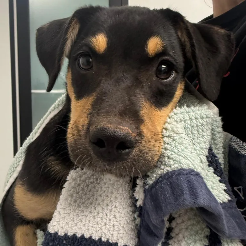 A baby medium-sized male Brown / Chocolate Labrador Retriever dog named Hobbes for adoption in Abilene, TX