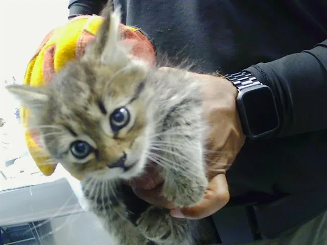 A baby small-sized female Domestic Short Hair cat named Posy for adoption in Charlotte, NC
