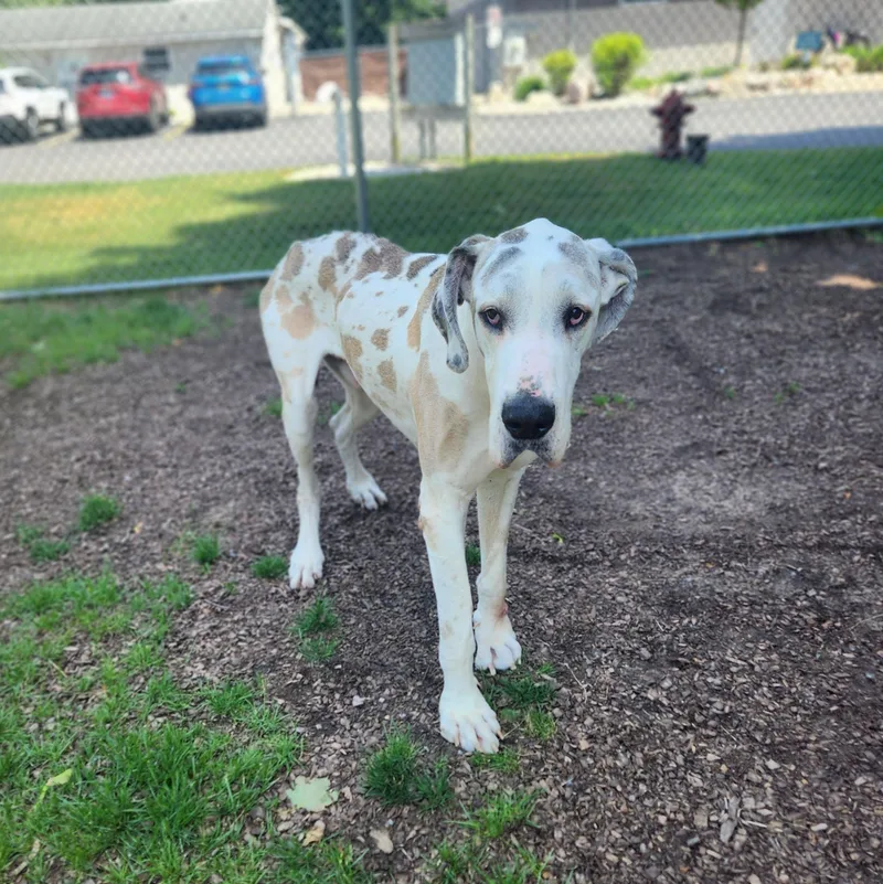 A senior extra large-sized male White / Cream Great Dane dog named Bagel for adoption in Mount Pleasant, MI