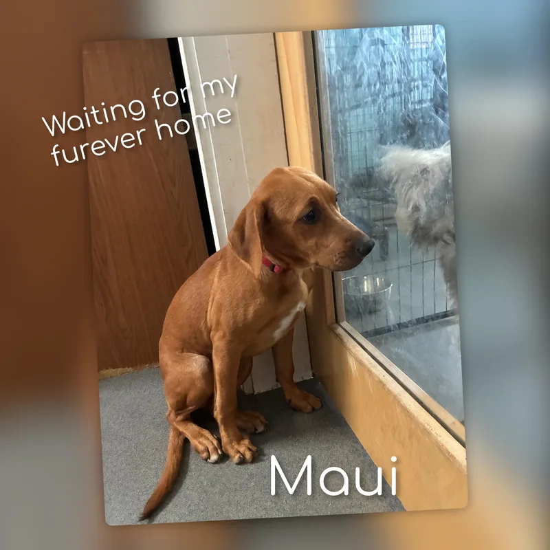 Maui thumbnail 2