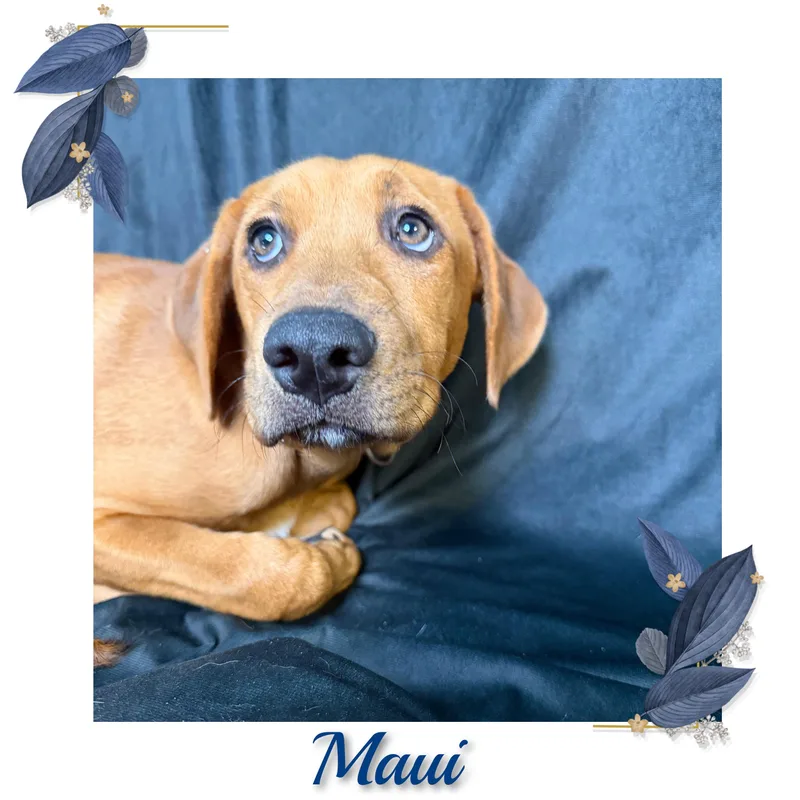 Maui thumbnail 3